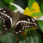 DSC_4984-13 Papilio Demodocus sRGB