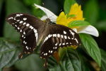 DSC_4984-13 Papilio Demodocus sRGB