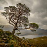 _DSC8090-2 Pine at Loch Maree 1366x912