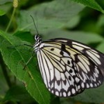 Papiliorama